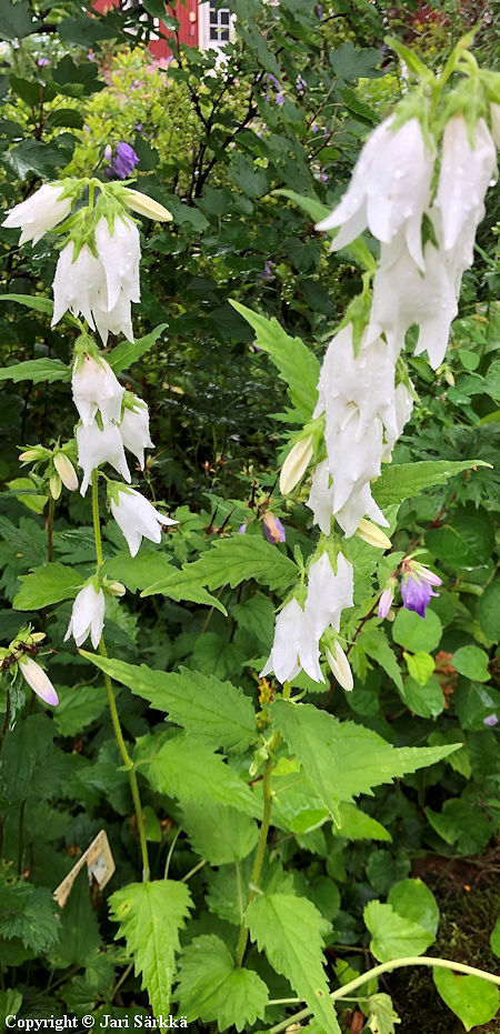Campanula trachelium 'Alba', varsankello